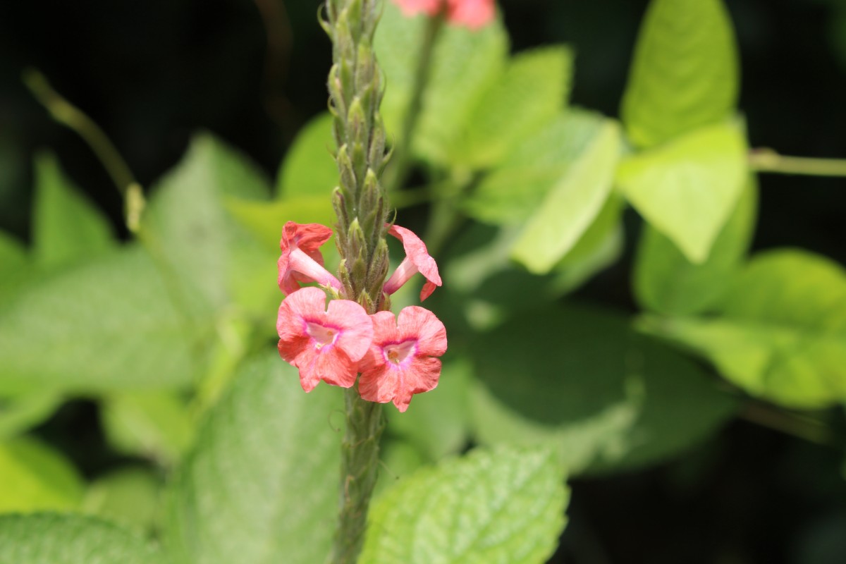 Stachytarpheta mutabilis (Jacq.) Vahl